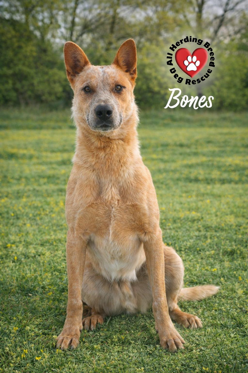 Bones, ADOPTABLE, Young Male Cattle Dog.