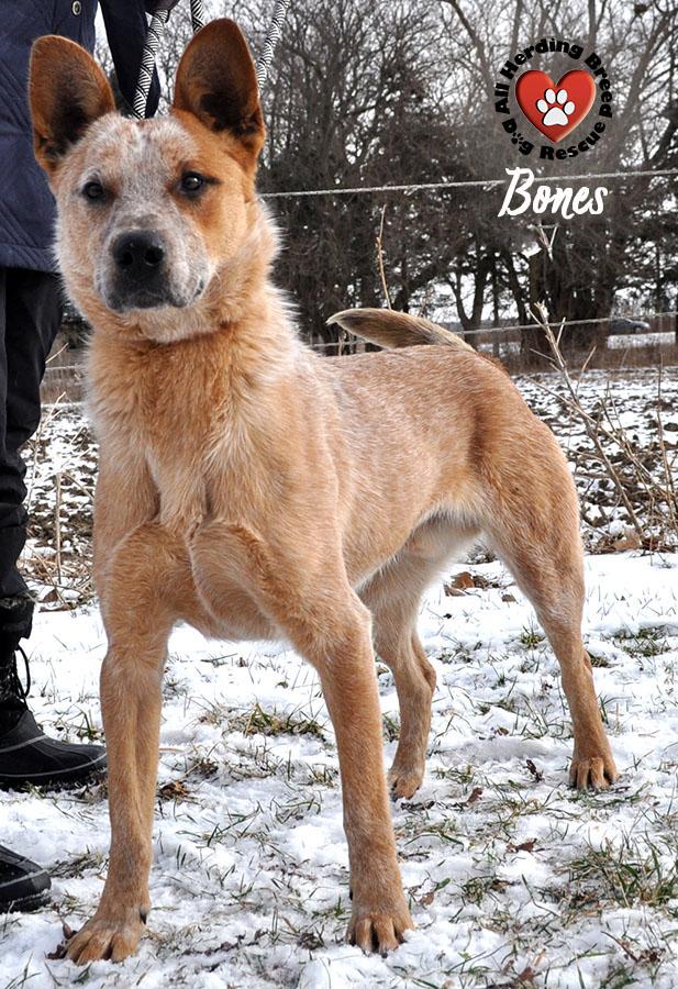 Enlarge Bones, a ADOPTABLE Cattle Dog in Joliet, IL image 5/5