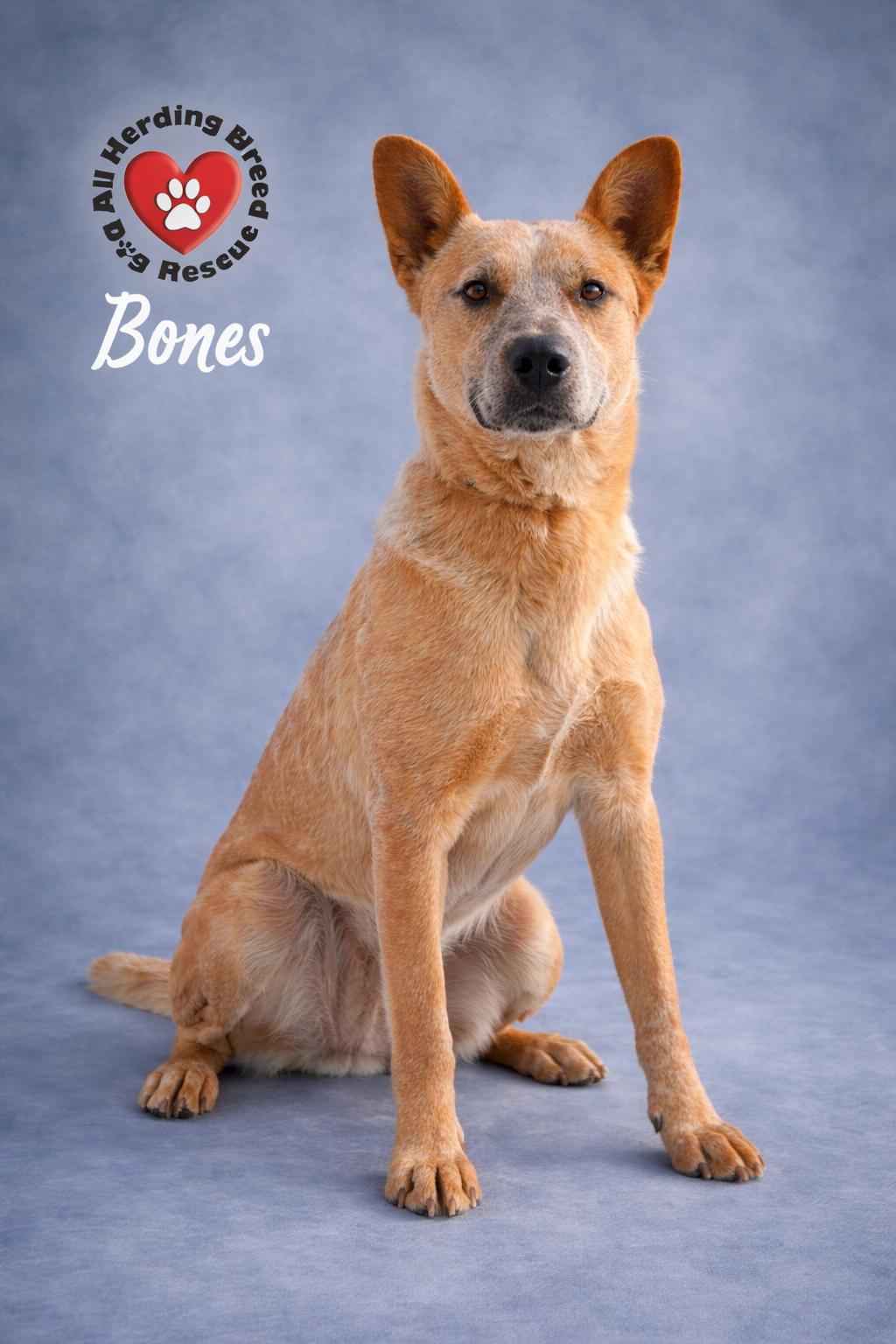 Enlarge Bones, a ADOPTABLE Cattle Dog in Joliet, IL image 1/4