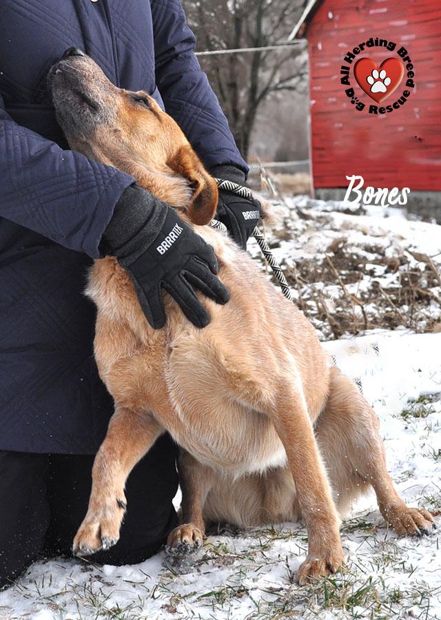 Enlarge Bones, a ADOPTABLE Cattle Dog in Joliet, IL image 2/5