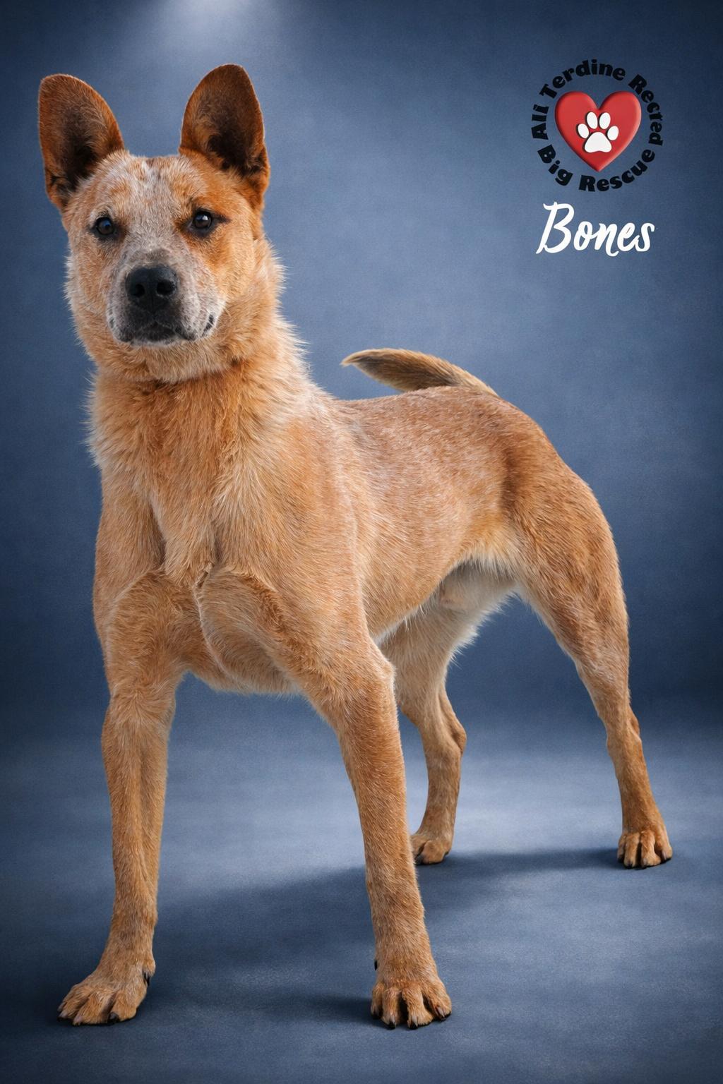 Bones, a ADOPTABLE Cattle Dog in Joliet, IL image 1/5