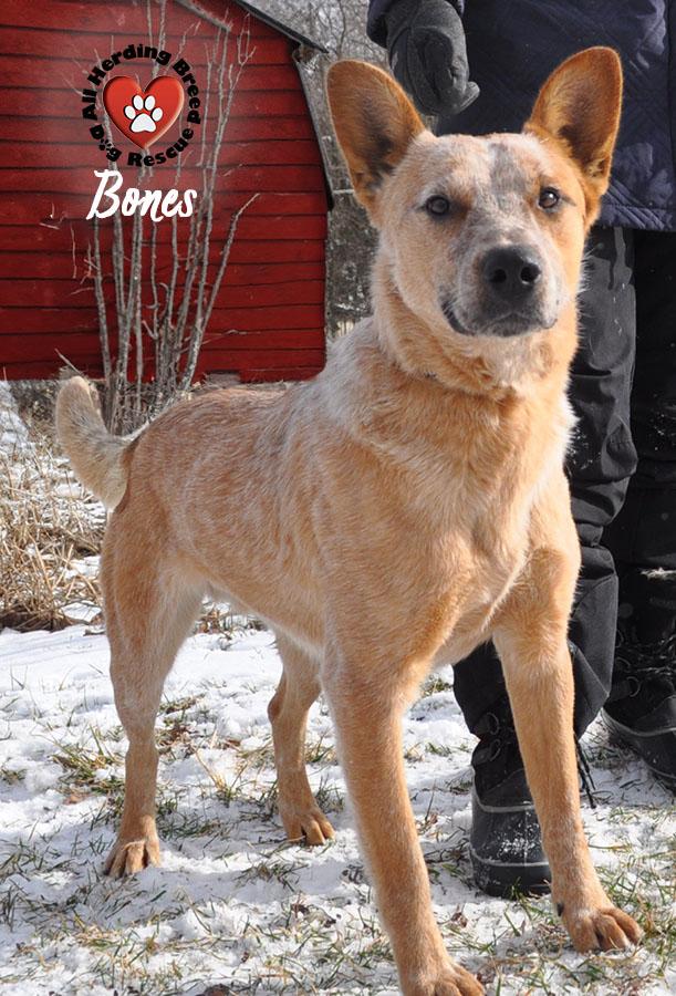Enlarge Bones, a ADOPTABLE Cattle Dog in Joliet, IL image 3/5
