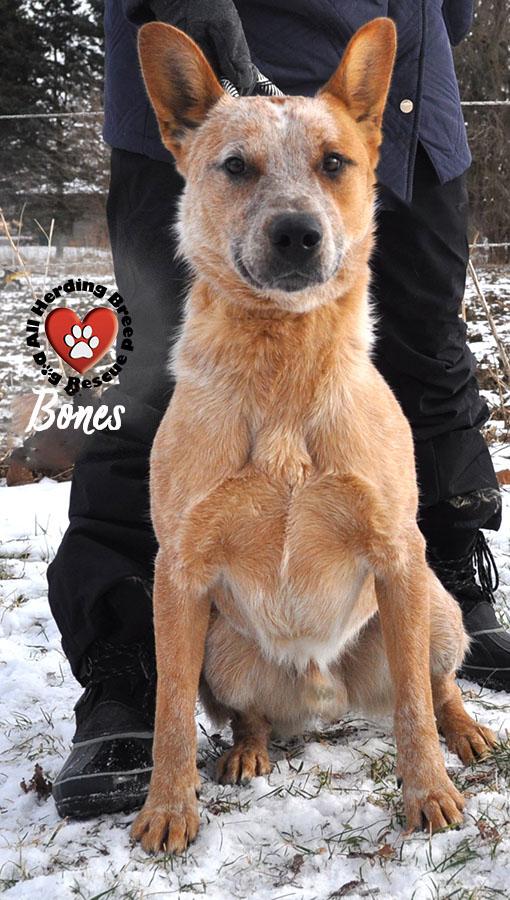 Enlarge Bones, a ADOPTABLE Cattle Dog in Joliet, IL image 1/5