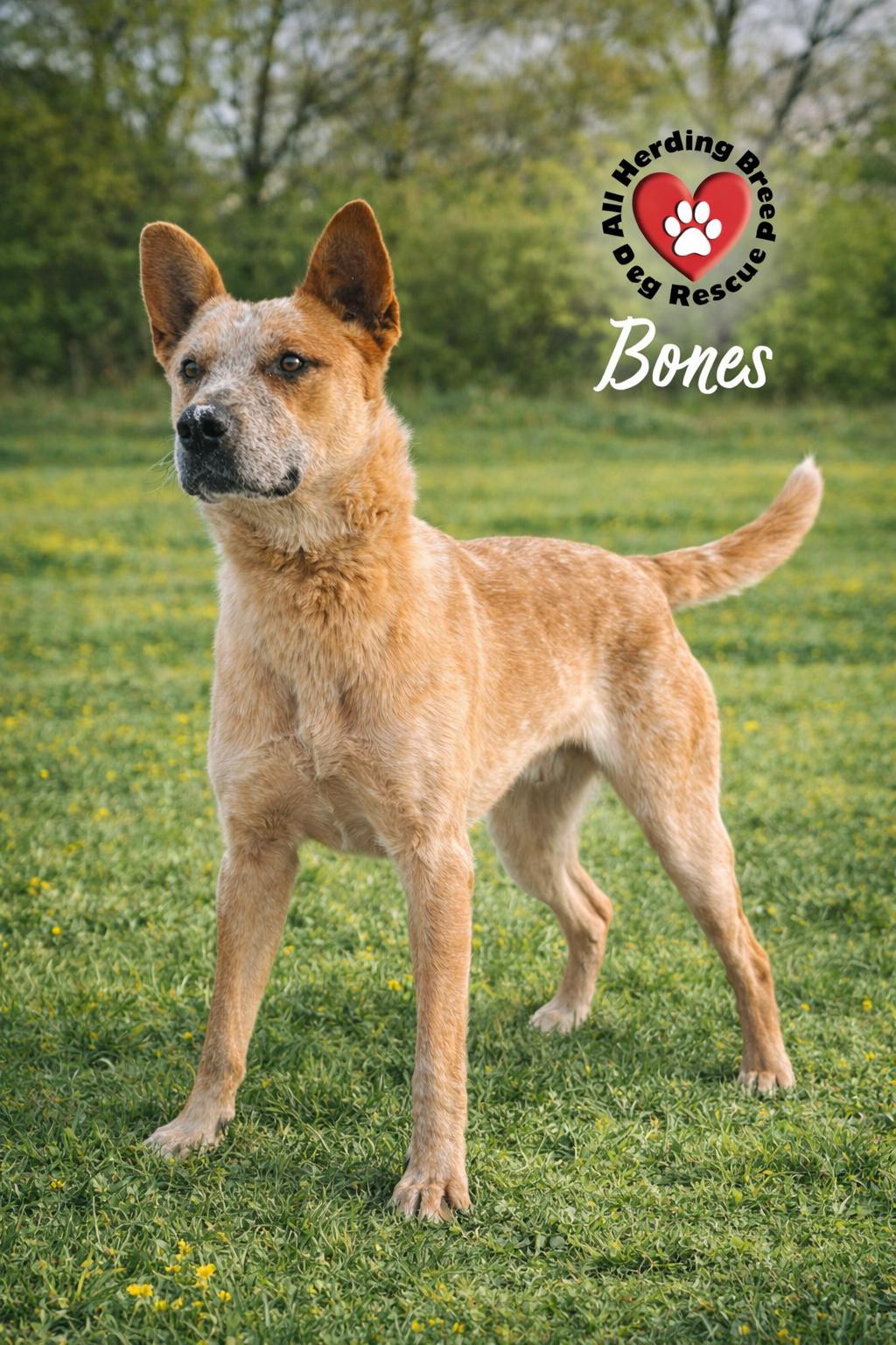Enlarge Bones, a ADOPTABLE Cattle Dog in Joliet, IL image 3/4