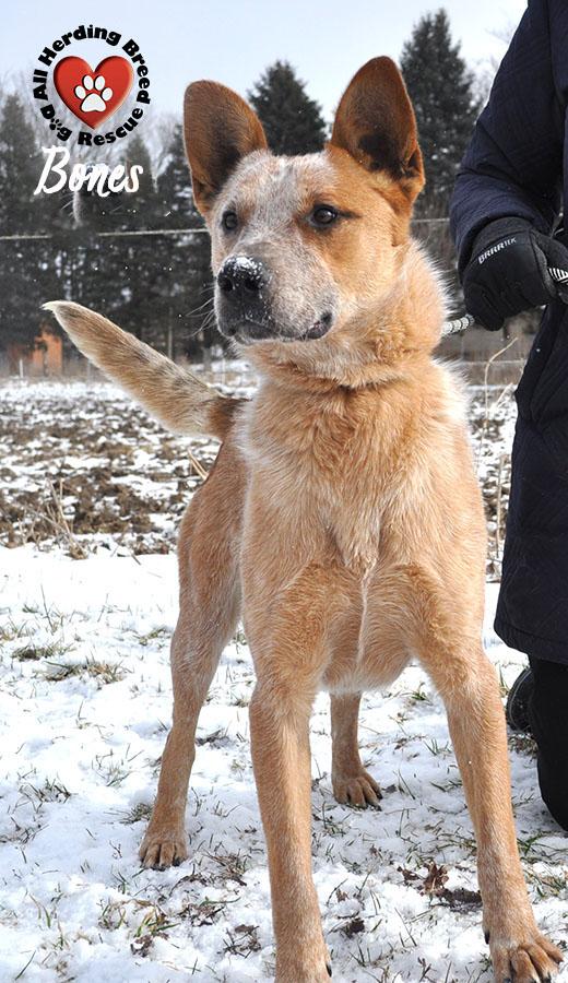 Enlarge Bones, a ADOPTABLE Cattle Dog in Joliet, IL image 4/5