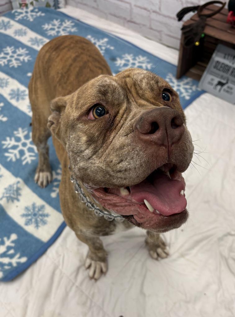 Sadie, ADOPTABLE, Young Female Mastiff.