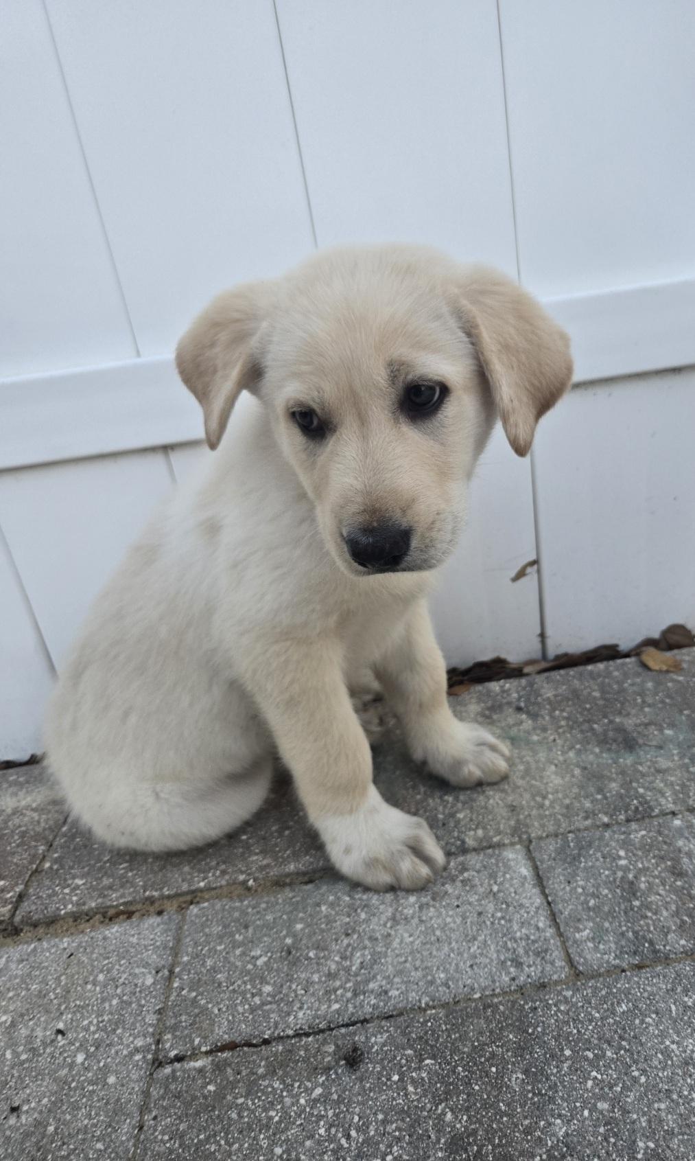 Anndy, an adopted mixed breed in Orlando, FL image 1/6