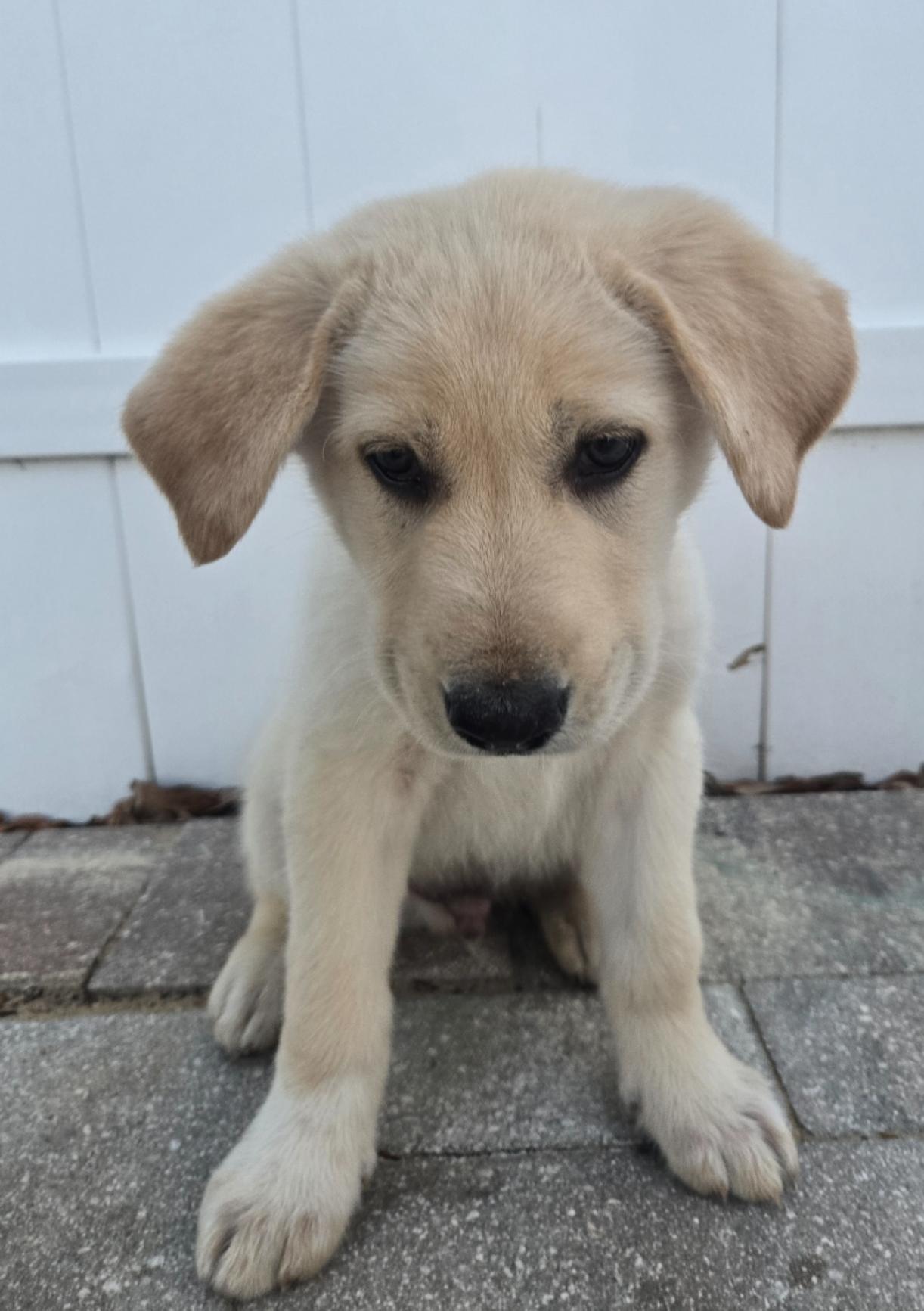 Anndy, an adopted mixed breed in Orlando, FL image 3/6