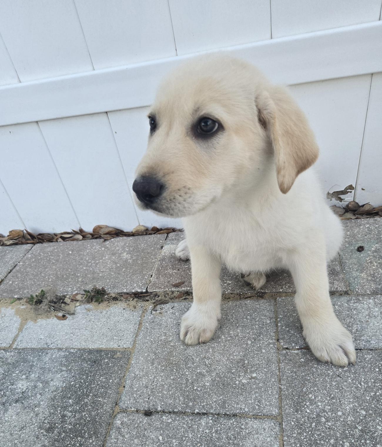 Anndy, an adopted mixed breed in Orlando, FL image 5/6