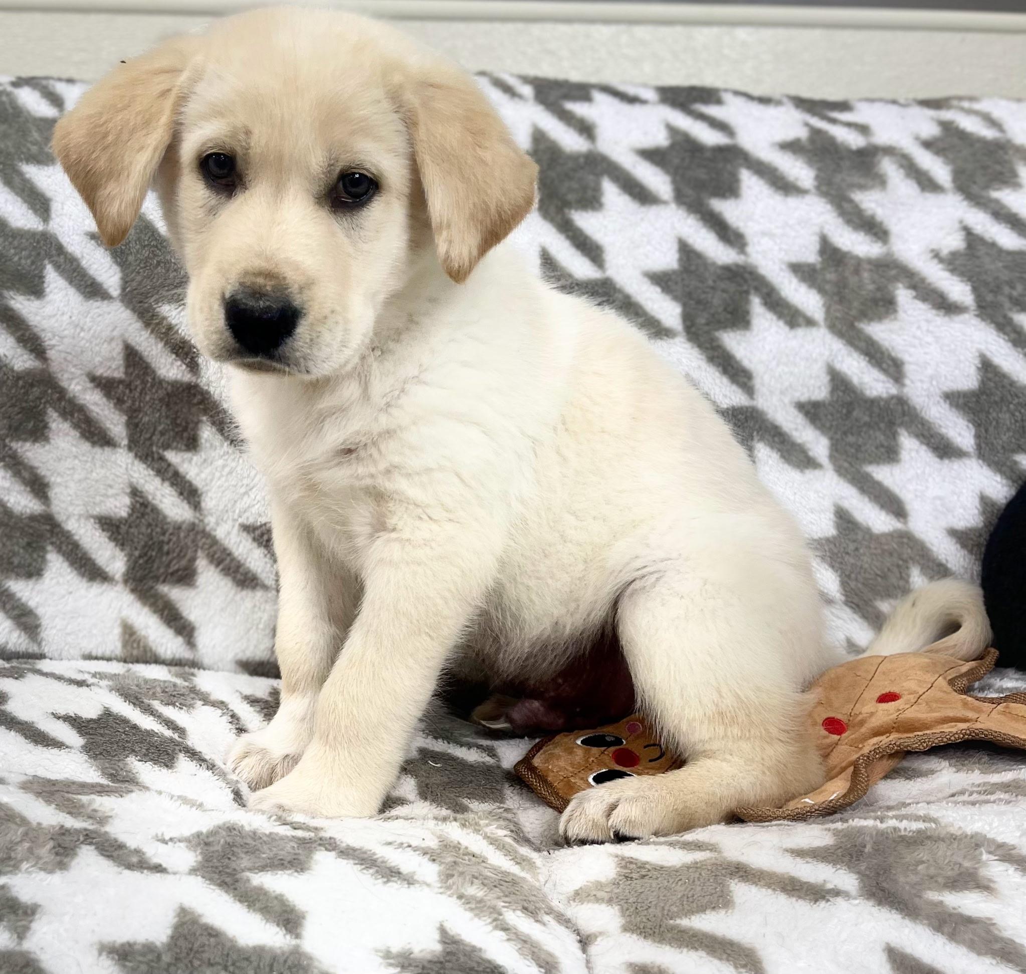 Anndy, adoptable, Puppy Male Yellow Labrador Retriever.