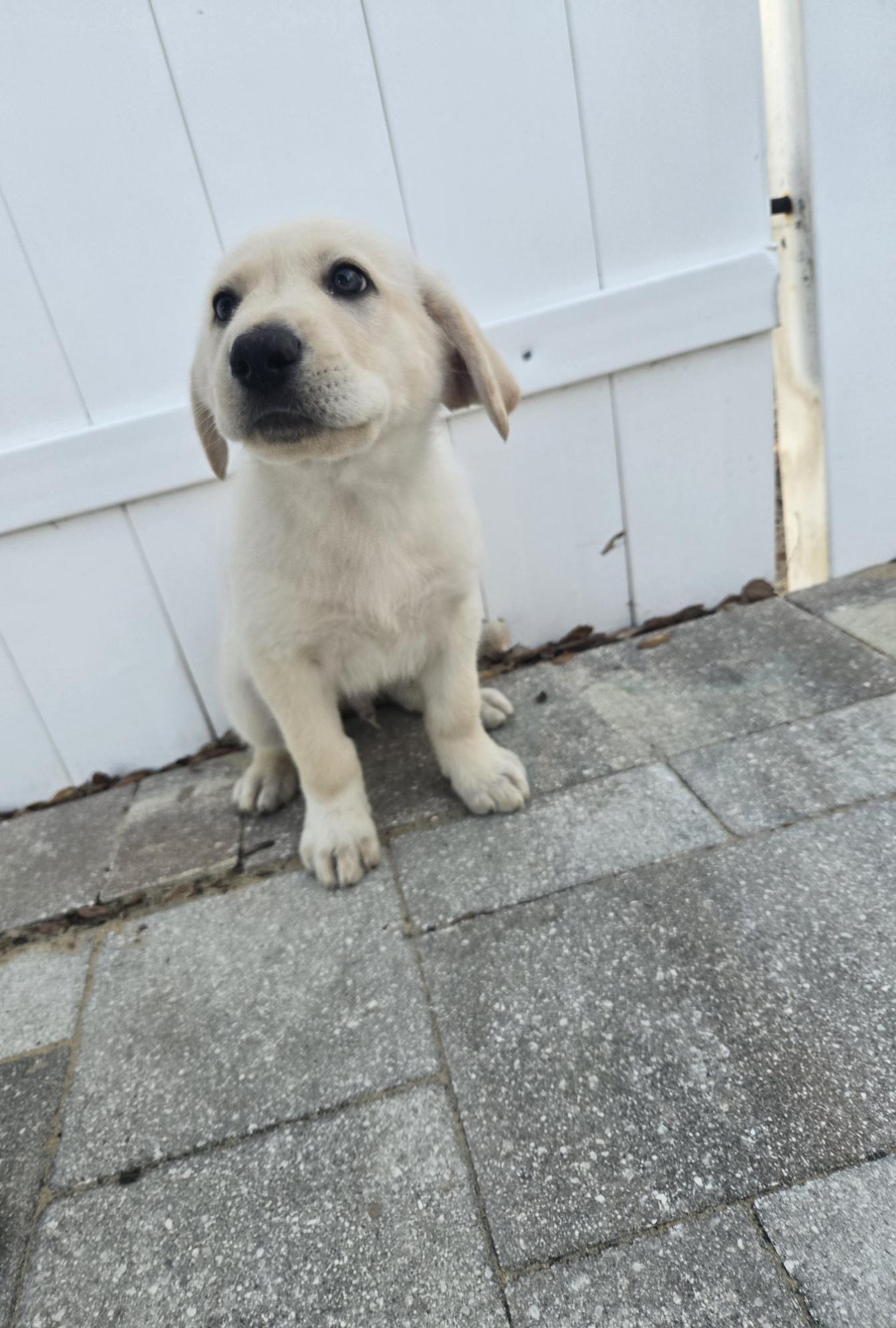 Anndy, an adopted mixed breed in Orlando, FL image 6/6