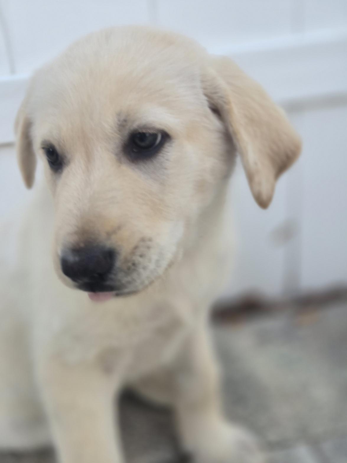 Anndy, an adopted mixed breed in Orlando, FL image 4/6