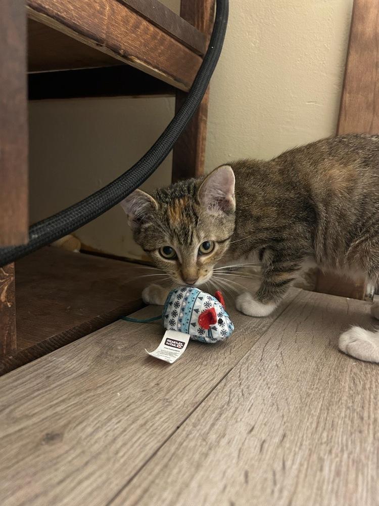 Catalina, Adoptable, Kitten Female Domestic Short Hair.