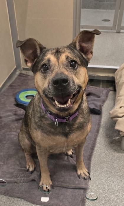 Enlarge Maxine, a Adoptable mixed breed in Bellevue, WA image 1/3