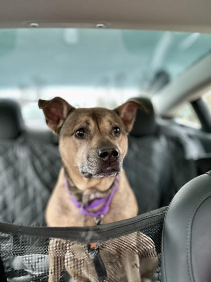 Maxine, Adoptable, Adult Female Pit Bull Terrier & Mixed Breed.