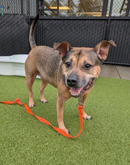 Enlarge Maxine, a Adoptable mixed breed in Bellevue, WA image 2/3