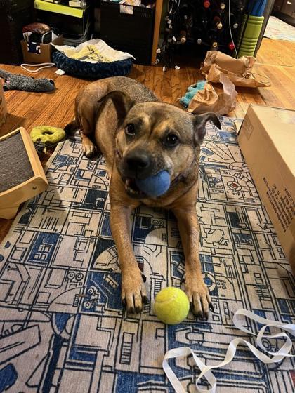 Enlarge Maxine, a Adoptable mixed breed in Bellevue, WA image 2/3