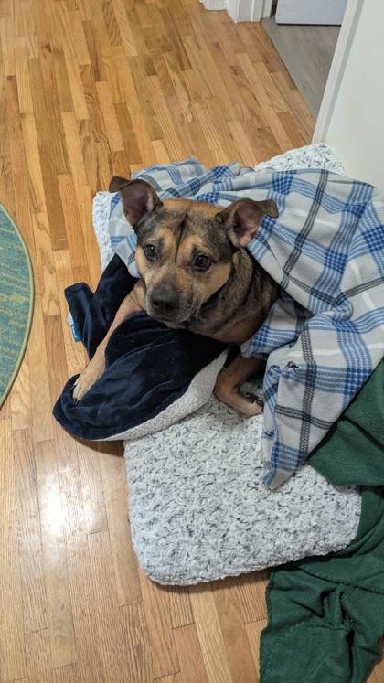 Maxine, Adoptable, Adult Female Pit Bull Terrier & Mixed Breed.