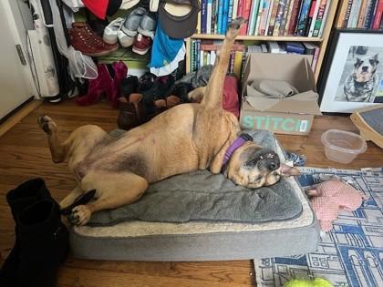 Enlarge Maxine, a Adoptable mixed breed in Bellevue, WA image 3/3