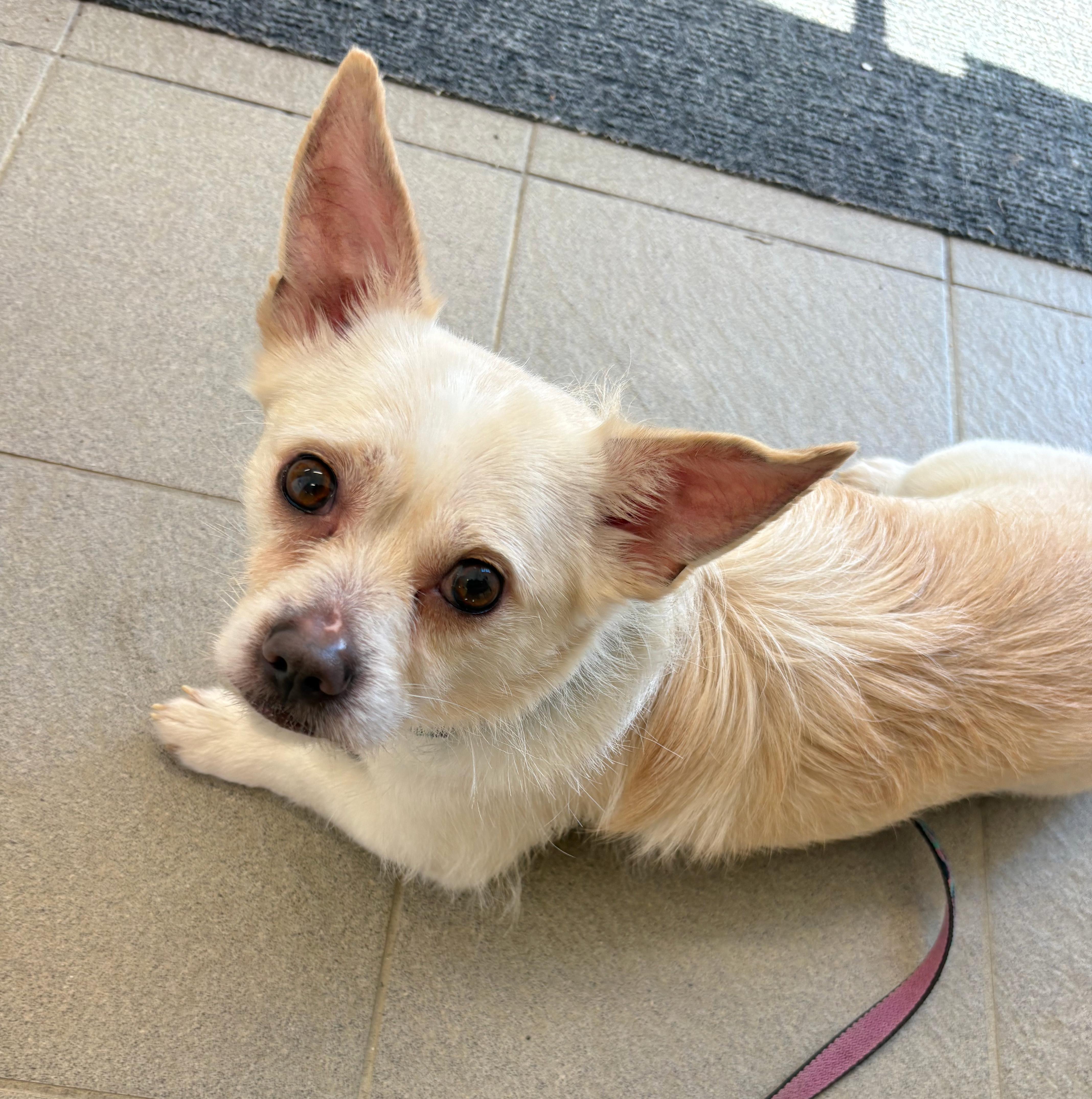 Sawyer, an adopted mixed breed in St Stephen, NB image 1/2