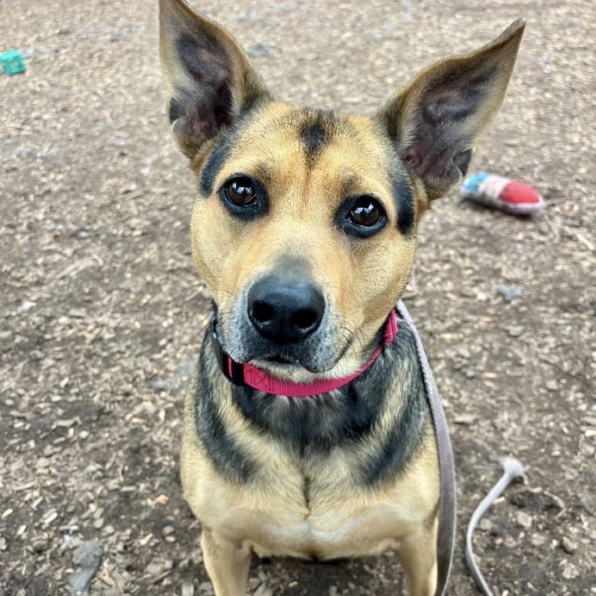 Sadie - My fee has been sponsored!