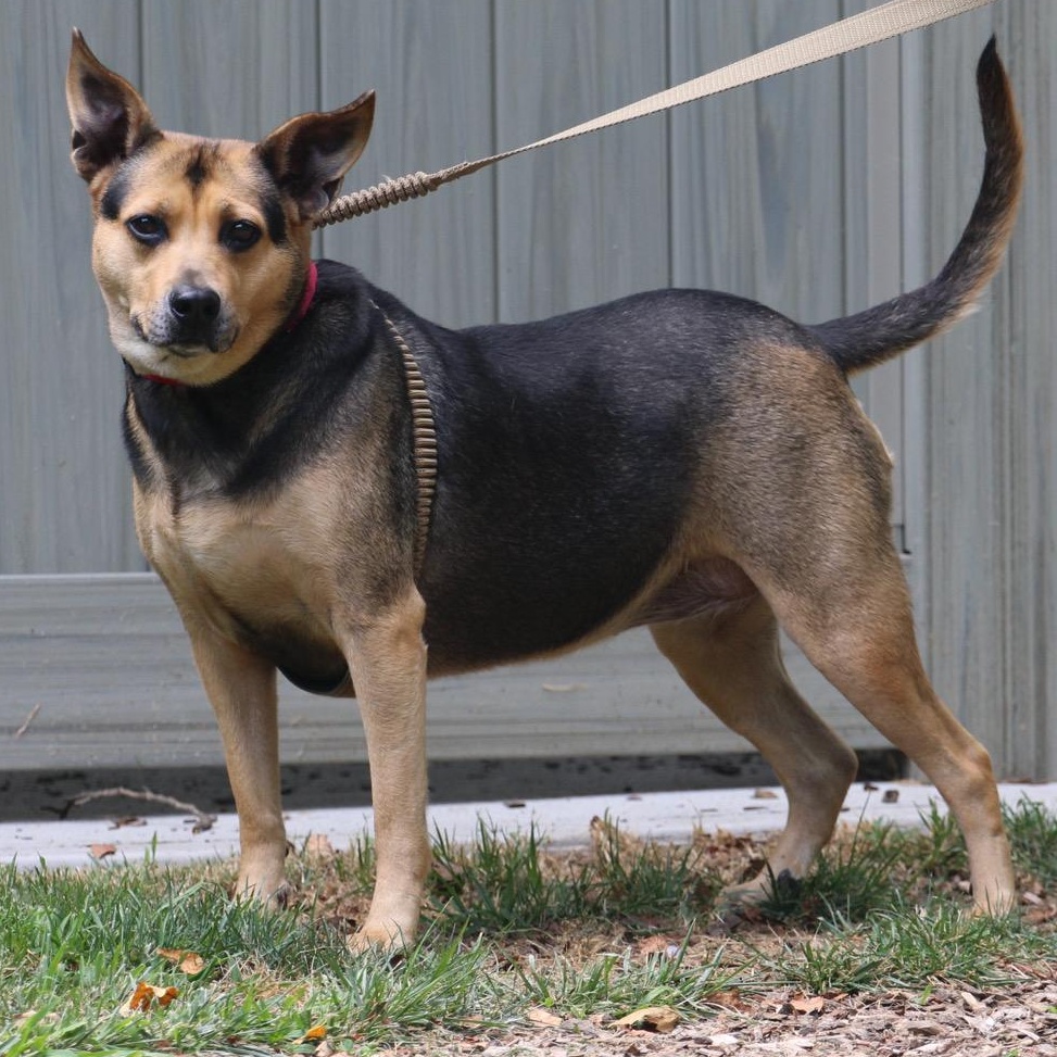 Sadie - My fee has been sponsored!