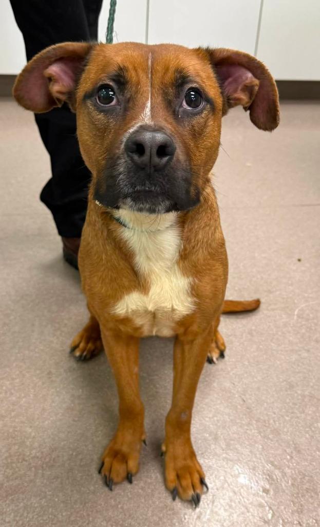 Rue, Adopted, Adult Female Boxer & Mixed Breed.