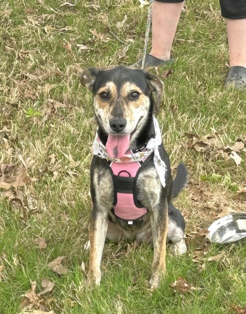 Berta, Adoptable, Young Female Hound & Rottweiler.