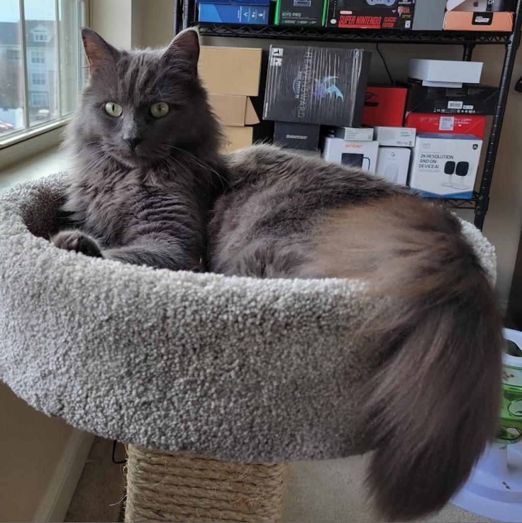 Finn, Adoptable, Adult Male Domestic Medium Hair.