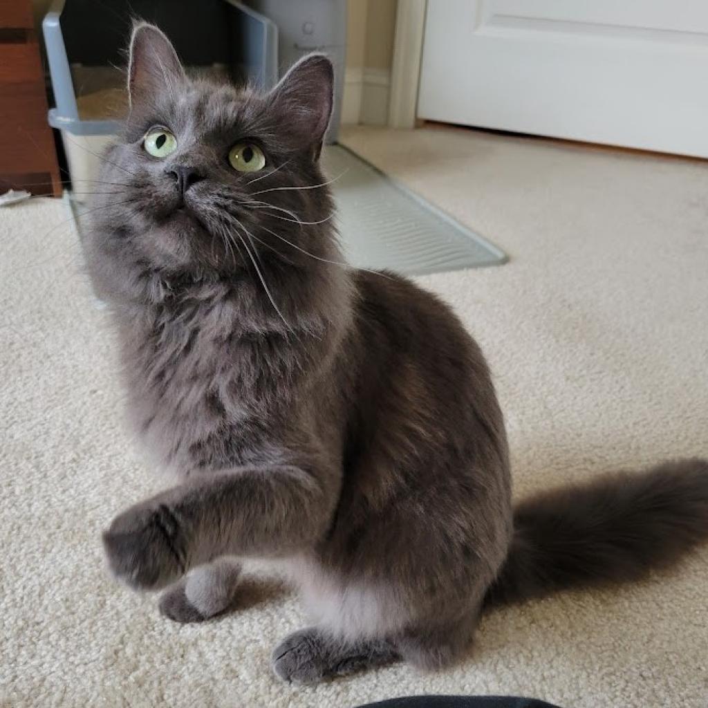 Finn, Adoptable, Adult Male Domestic Medium Hair.