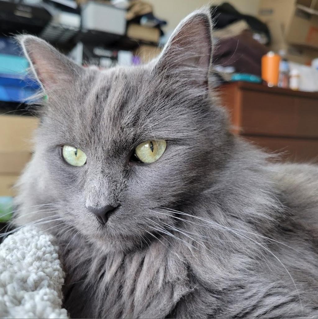 Enlarge Finn, a Adoptable Domestic Medium Hair in Frederick, MD image 2/4