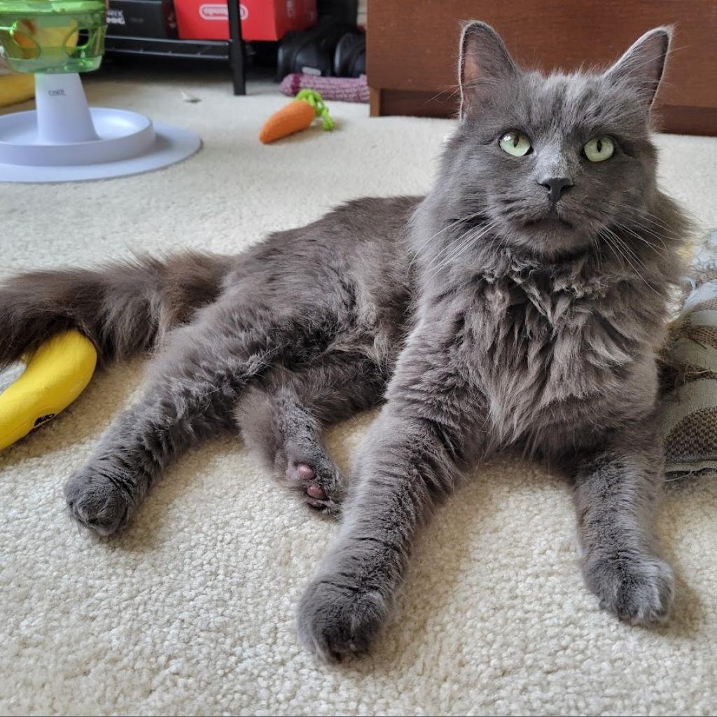 Enlarge Finn, a Adoptable Domestic Medium Hair in Frederick, MD image 3/4