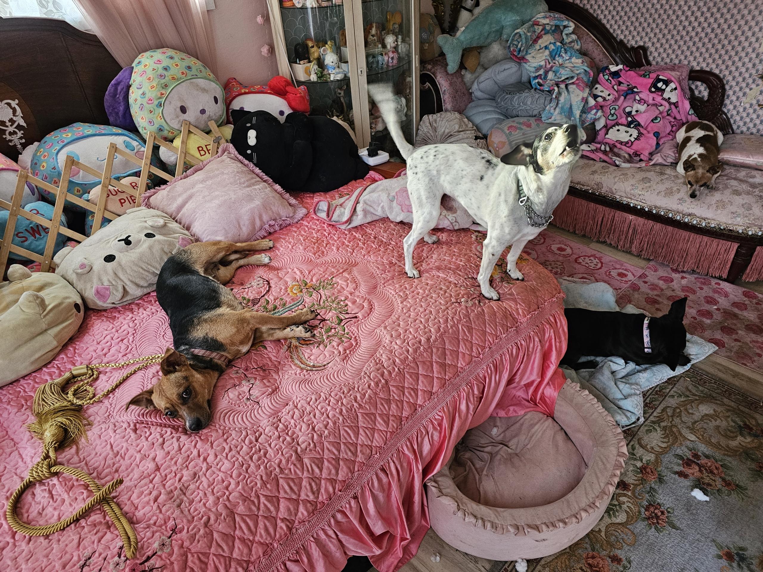 Enlarge Cocoa, an adoption pending mixed breed in Tacoma, WA image 2/4