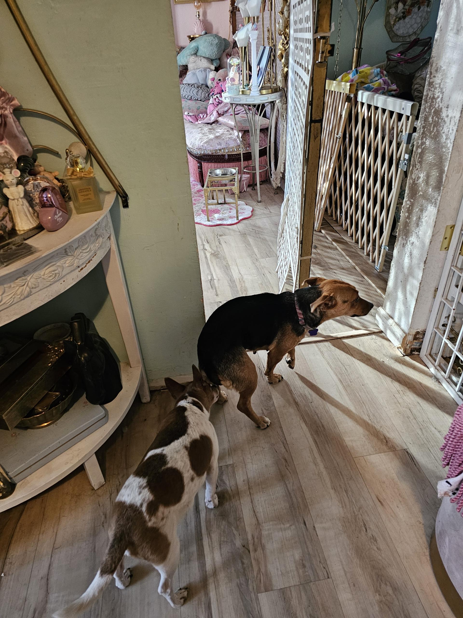 Enlarge Cocoa, an adoption pending mixed breed in Tacoma, WA image 3/4