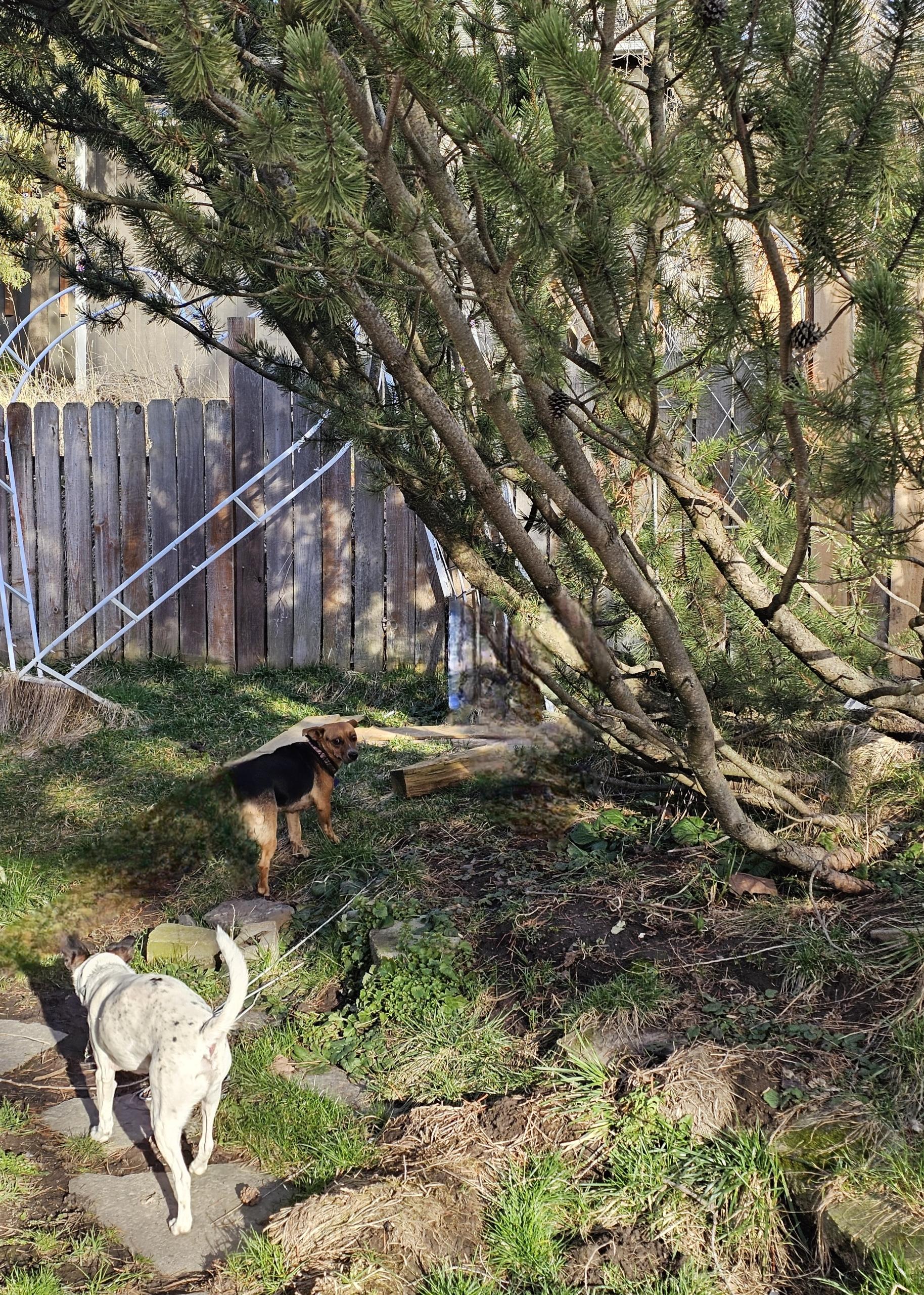 Enlarge Cocoa, an adoption pending mixed breed in Tacoma, WA image 4/4