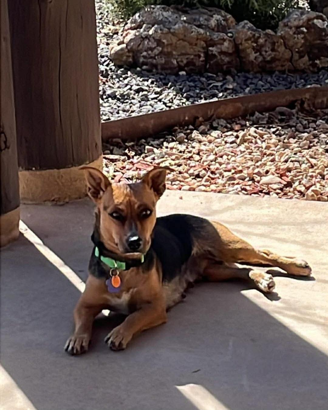 Enlarge Cocoa, an adoption pending mixed breed in Tacoma, WA image 1/4