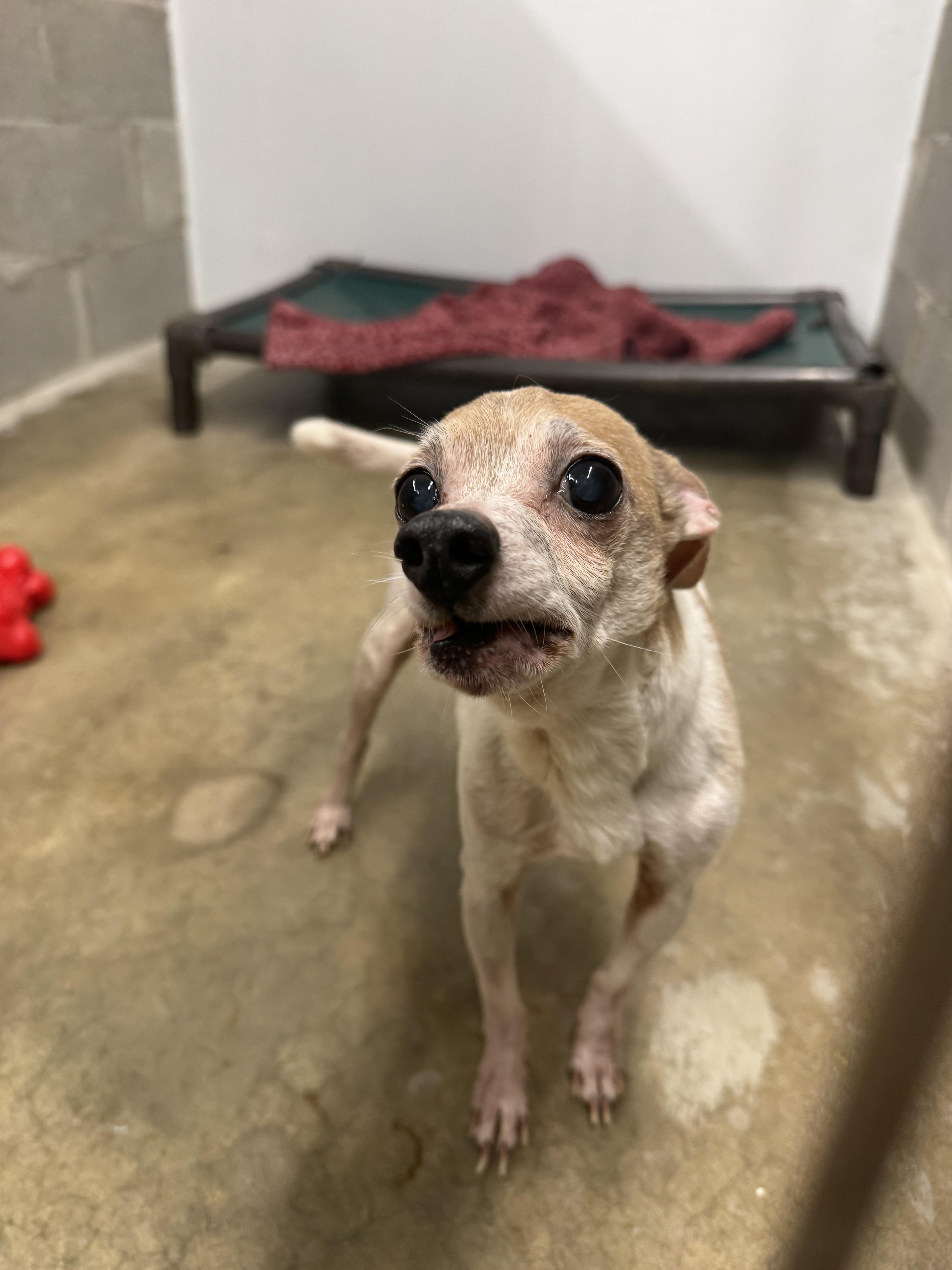 Enlarge Gumby, a ADOPTABLE Chihuahua in Salem, OH image 1/1