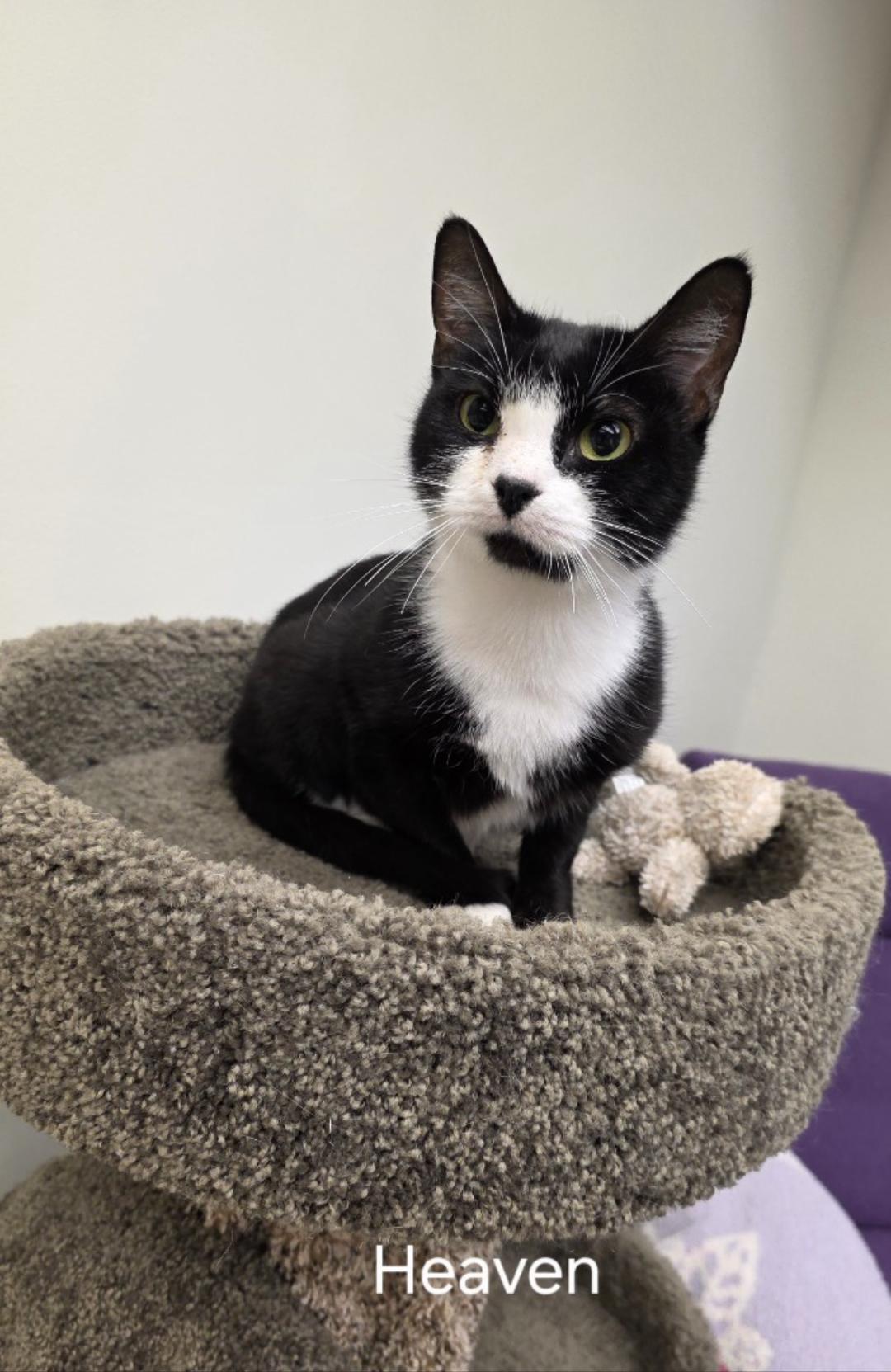 Heaven, Adoptable, Adult Female Domestic Short Hair.