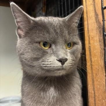 Enlarge Theo & Ziggy - Bonded Brothers, a ADOPTABLE Domestic Short Hair in Braintree, MA image 1/5