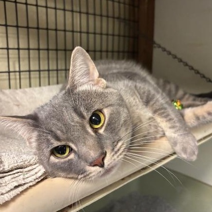 Enlarge Theo & Ziggy - Bonded Brothers, a ADOPTABLE Domestic Short Hair in Braintree, MA image 2/5