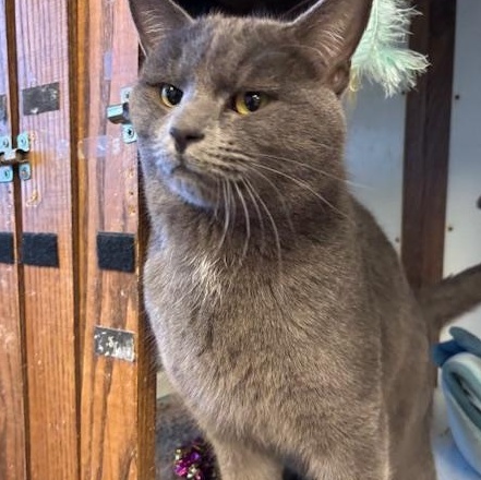 Enlarge Theo & Ziggy - Bonded Brothers, a ADOPTABLE Domestic Short Hair in Braintree, MA image 3/5