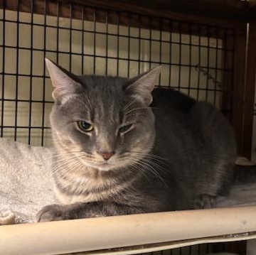 Enlarge Theo & Ziggy - Bonded Brothers, a ADOPTABLE Domestic Short Hair in Braintree, MA image 4/5