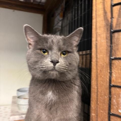 Enlarge Theo & Ziggy - Bonded Brothers, a ADOPTABLE Domestic Short Hair in Braintree, MA image 5/5