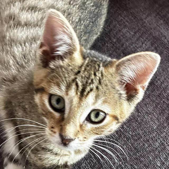 Caelum, Adopted, Young Male Domestic Short Hair.