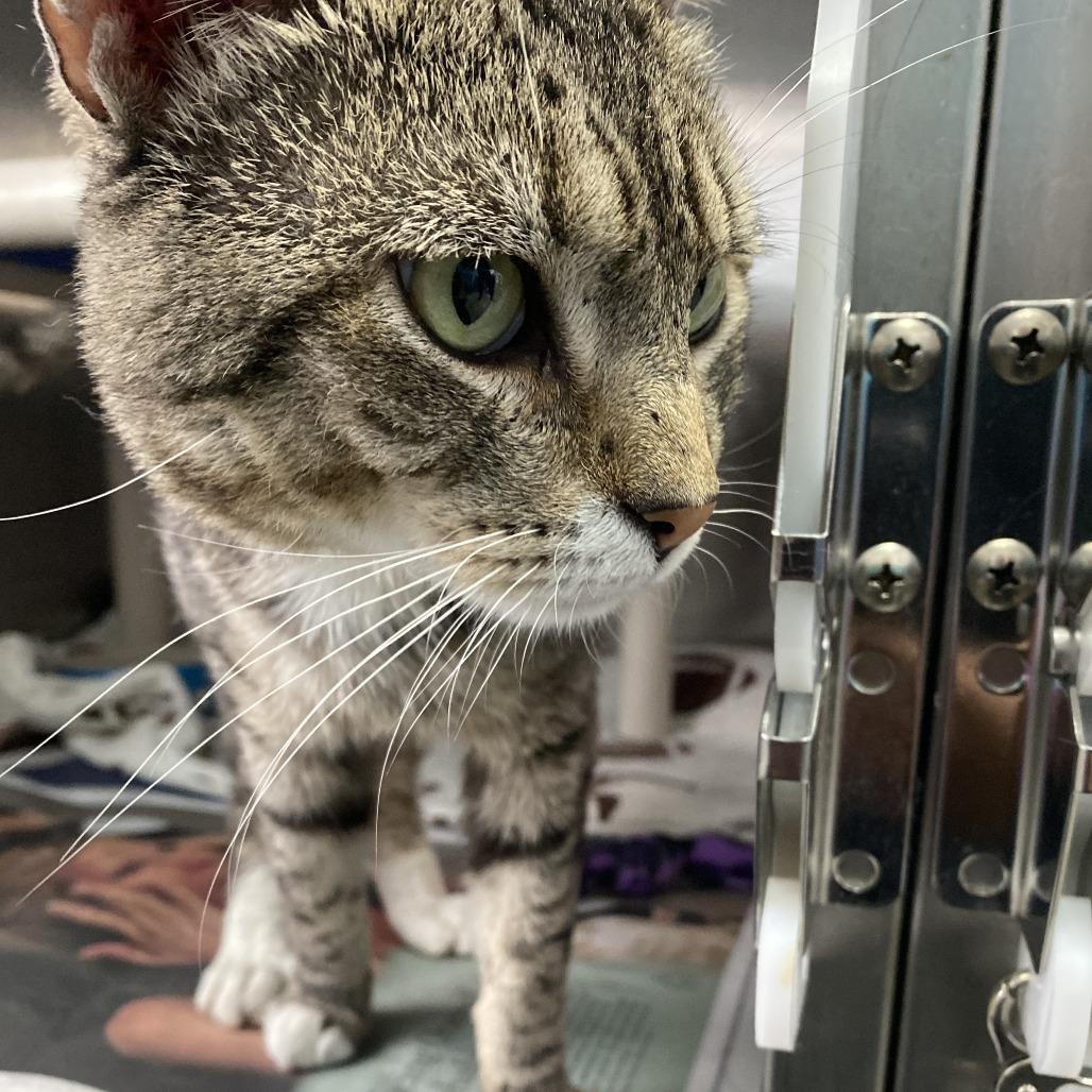 Rocky, Adoptable, Adult Male Domestic Short Hair.