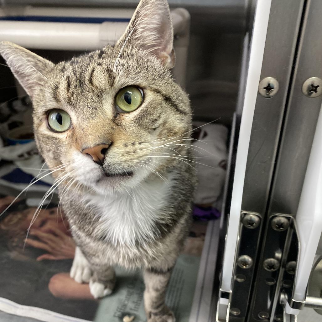 Enlarge Rocky, a Adoptable Domestic Short Hair in Philadelphia, PA image 2/4