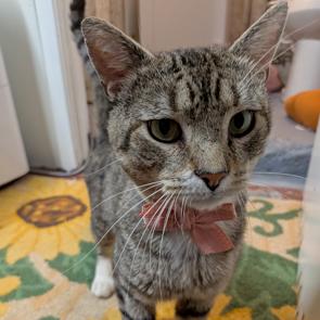 Enlarge Rocky, a Adoptable Domestic Short Hair in Philadelphia, PA image 3/4
