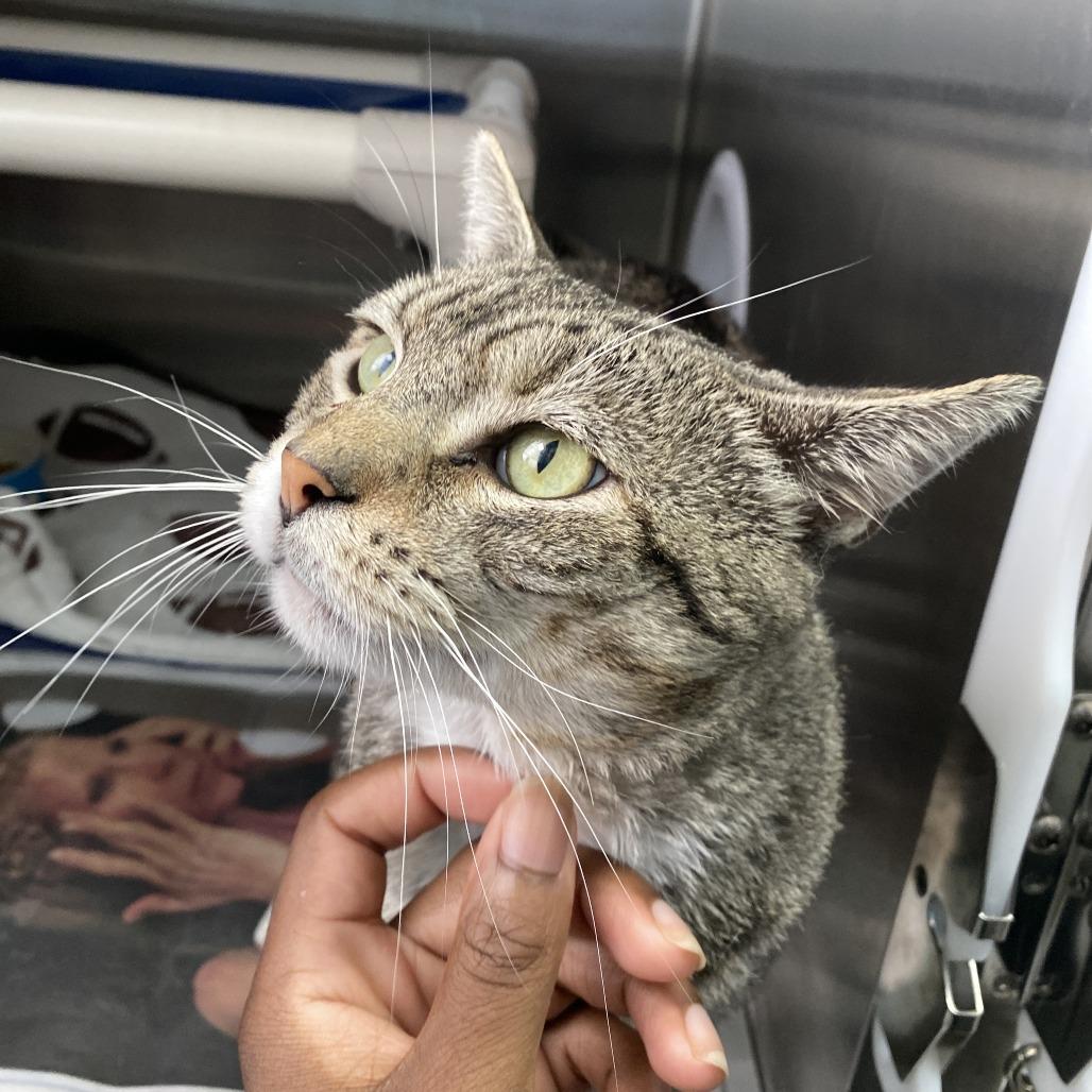 Enlarge Rocky, a Adoptable Domestic Short Hair in Philadelphia, PA image 4/4
