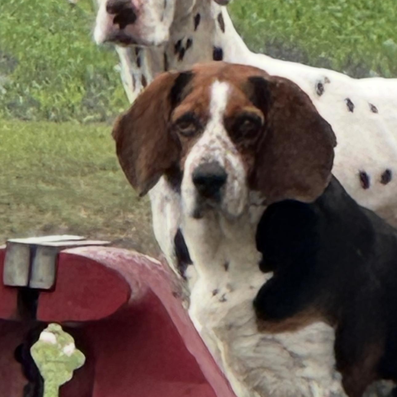 Louie, Adoptable, Adult Male Beagle.