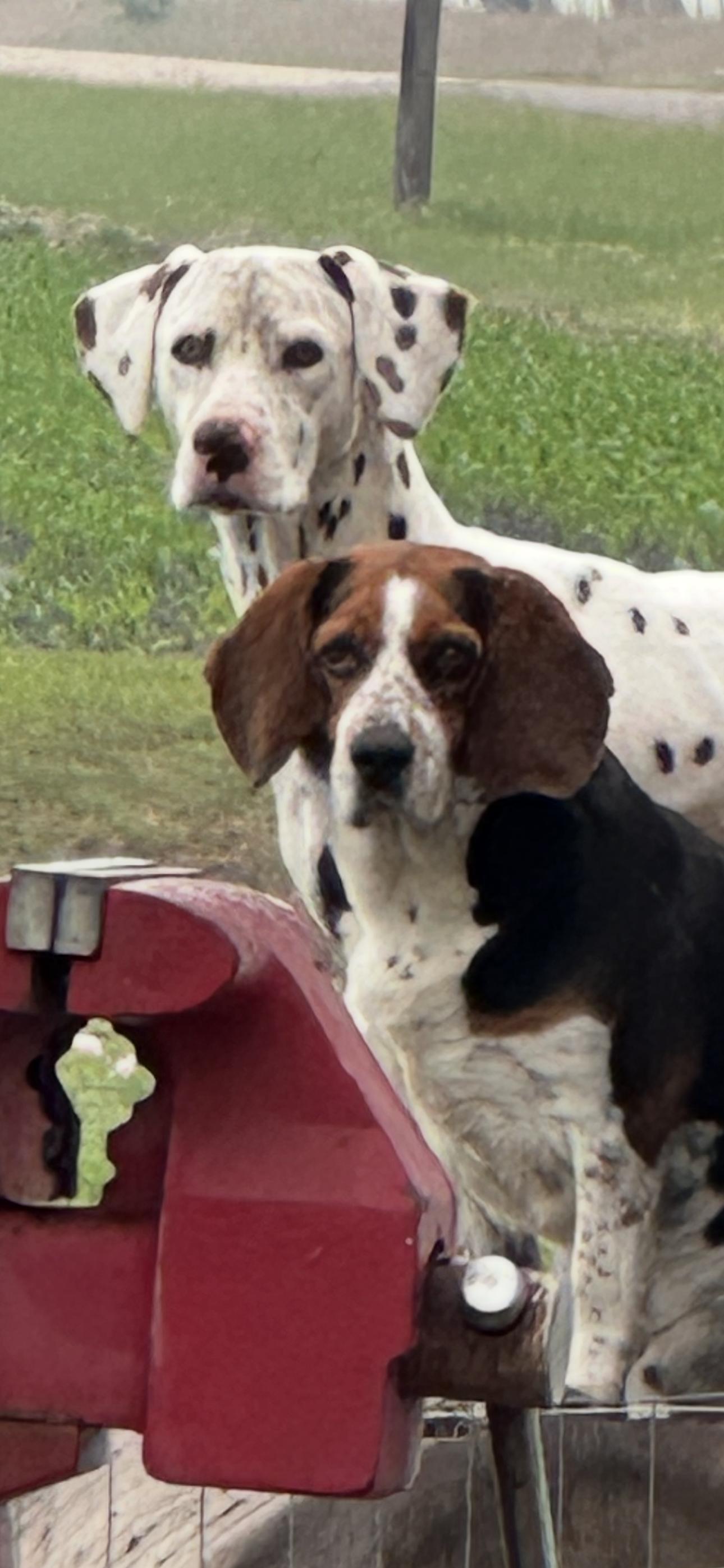 Louie, a Adoptable Beagle in Westerly, RI image 2/3